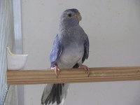 /album/fotogalerie-foto-neofema-modrohlava/a6-jpg1/