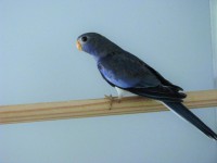 /album/fotogalerie-foto-neofema-modrohlava/img-5928-jpg1/